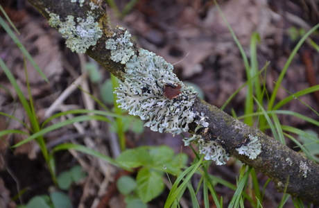 Blasenflechte (Hypogymnia physodes) - © Bernard Wieser Blasenflechte (Hypogymnia physodes) - © Bernard Wieser